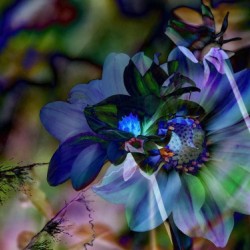 Touch of Blue